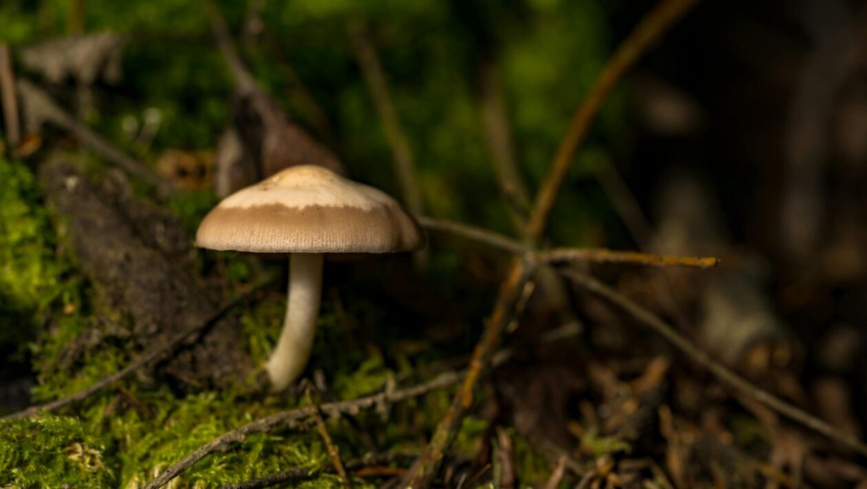 Elektronická hudba: Žánre, syntéza a produkcia