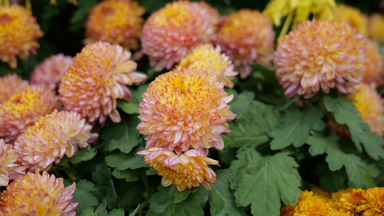 Slovenská poézia 20. storočia: Vývoj, smery a kľúčové osobnosti