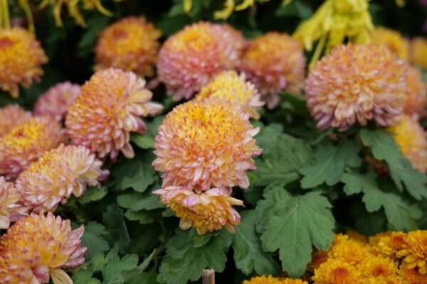 Slovenská poézia 20. storočia: Vývoj, smery a kľúčové osobnosti