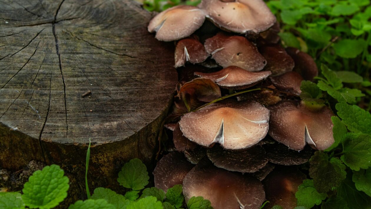 Kultúrny manažment ako profesia: Stratégie, marketing a riadenie projektov