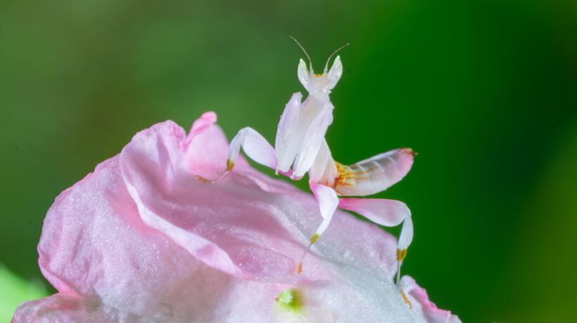 Architektúra ako sociálny priestor: Tvorba komunity a verejného života