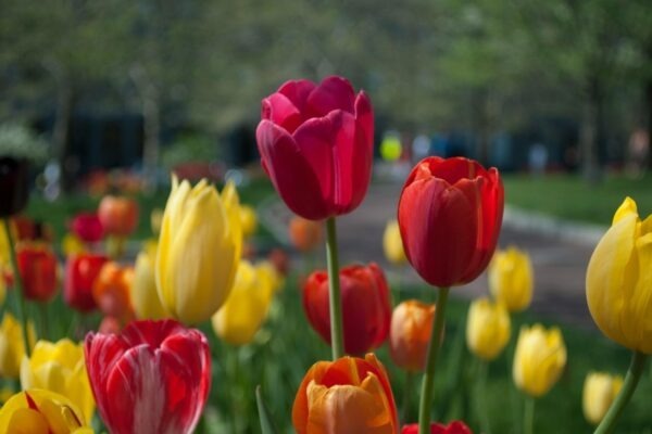 Ikony industriálneho dizajnu 20. storočia: Kľúčové produkty a tvorcovia