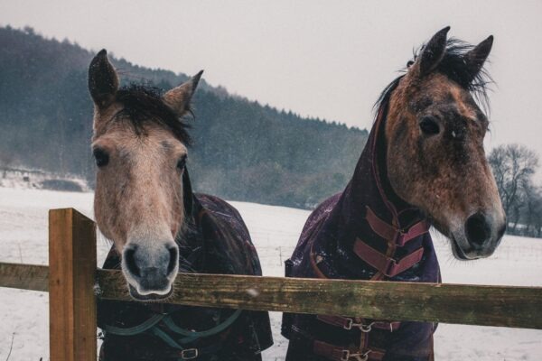 Rocková subkultúra a festivaly: Komunita, móda a životný štýl