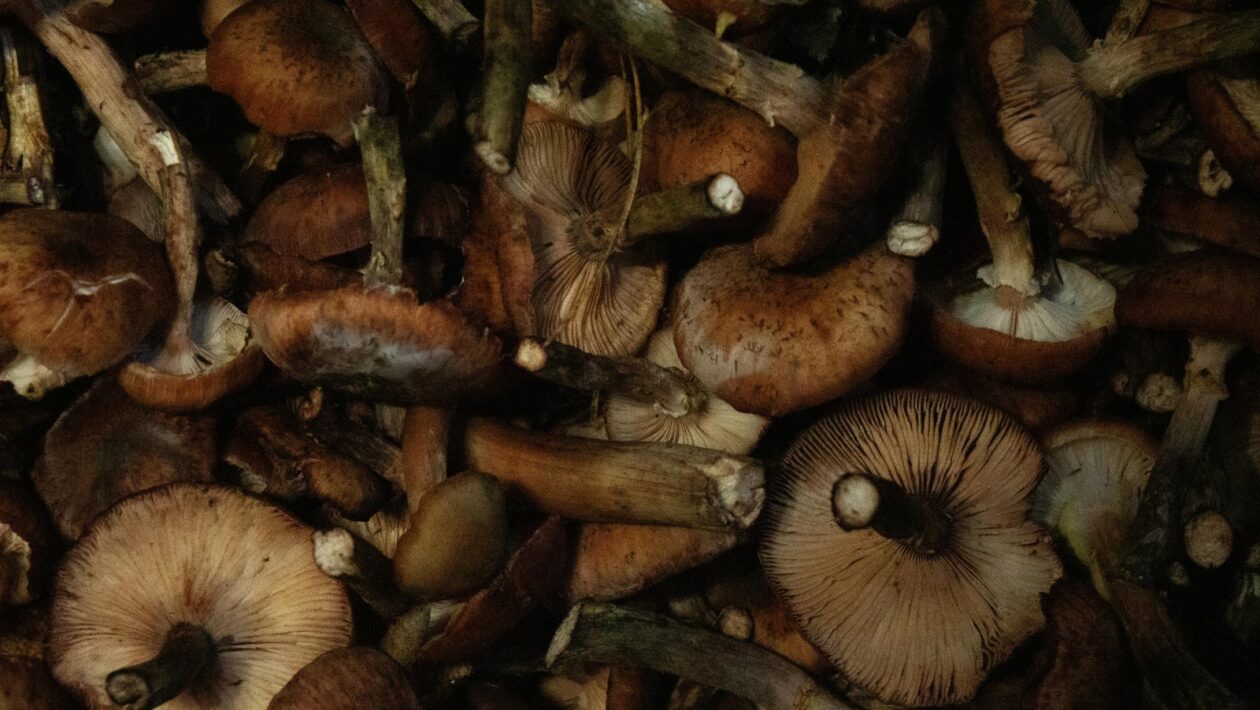 Rytmus, rým a flow v rapovej tvorbe: Technika vokálneho prejavu