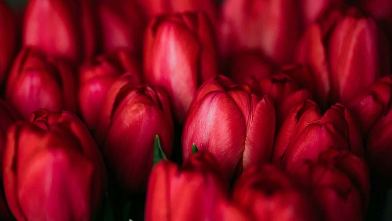 Významní gitaristi svetovej hudobnej scény: Ikony a inovátori