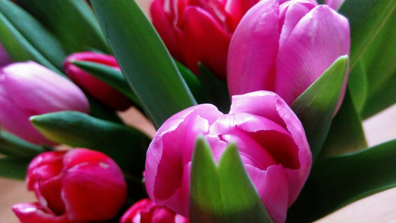 Perkusie v etnickej hudbe sveta: Symbolika a rituálna funkcia