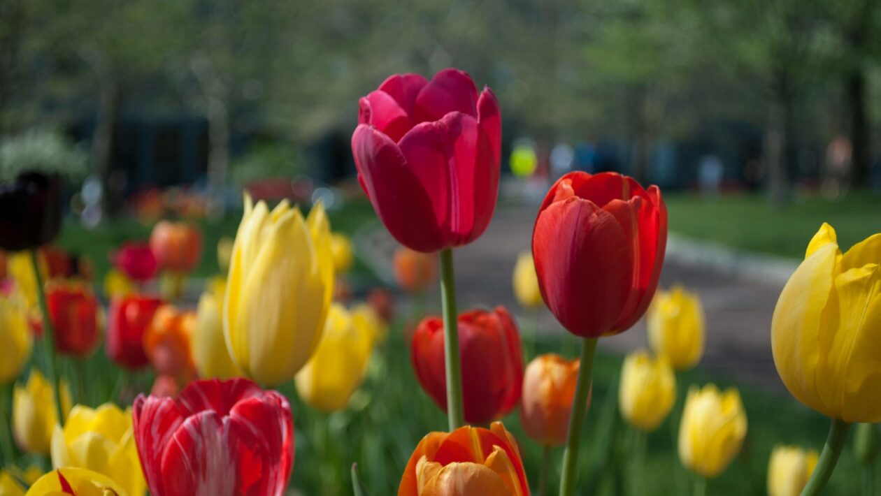 Princípy talianskej gastronómie a regionálnych rozdielov: Terroir a autenticita