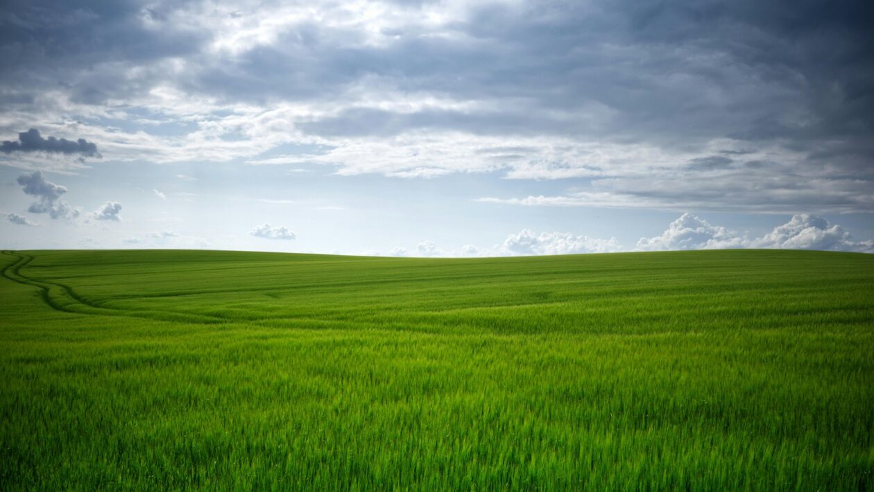 Remeselné pivovary a pivné festivaly: Obnova tradície a inovácie