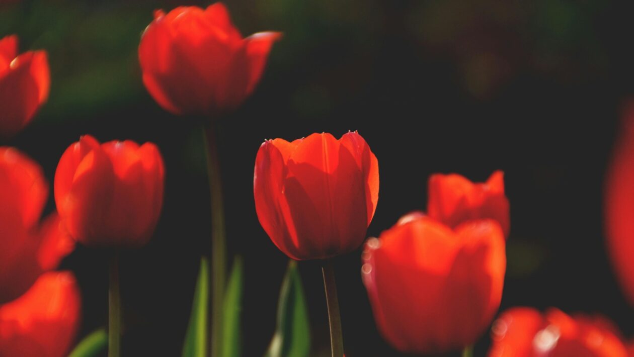 Autori ako Dominik Tatarka, Rudolf Sloboda, Vincent Šikula: Kľúčové hlasy povojnovej prózy