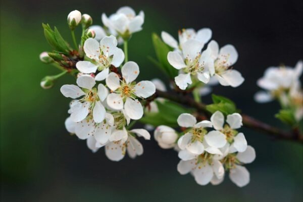 Grécka tragédia a filozofia života: Sofokles, Aischylos a dráma osudu