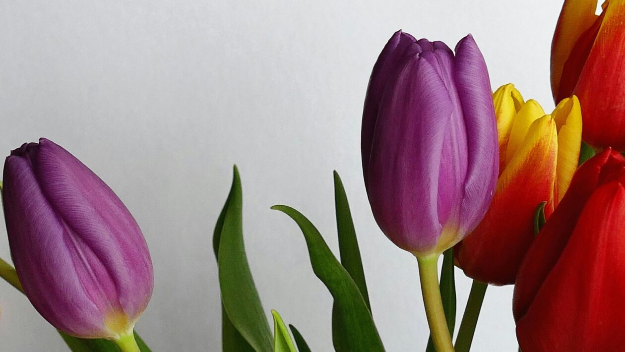 Realistický obraz spoločnosti v 19. storočí: Žáner, téma a kritická funkcia