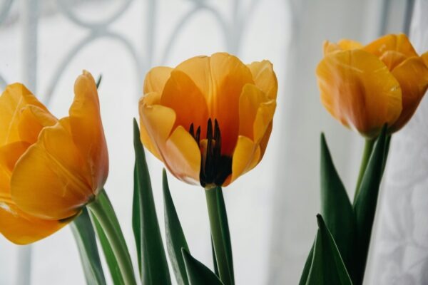 Kafka, Proust a Joyce: Pionieri moderny a ich vplyv na román