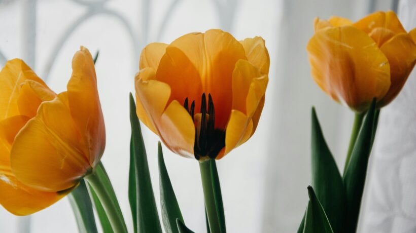 Kafka, Proust a Joyce: Pionieri moderny a ich vplyv na román