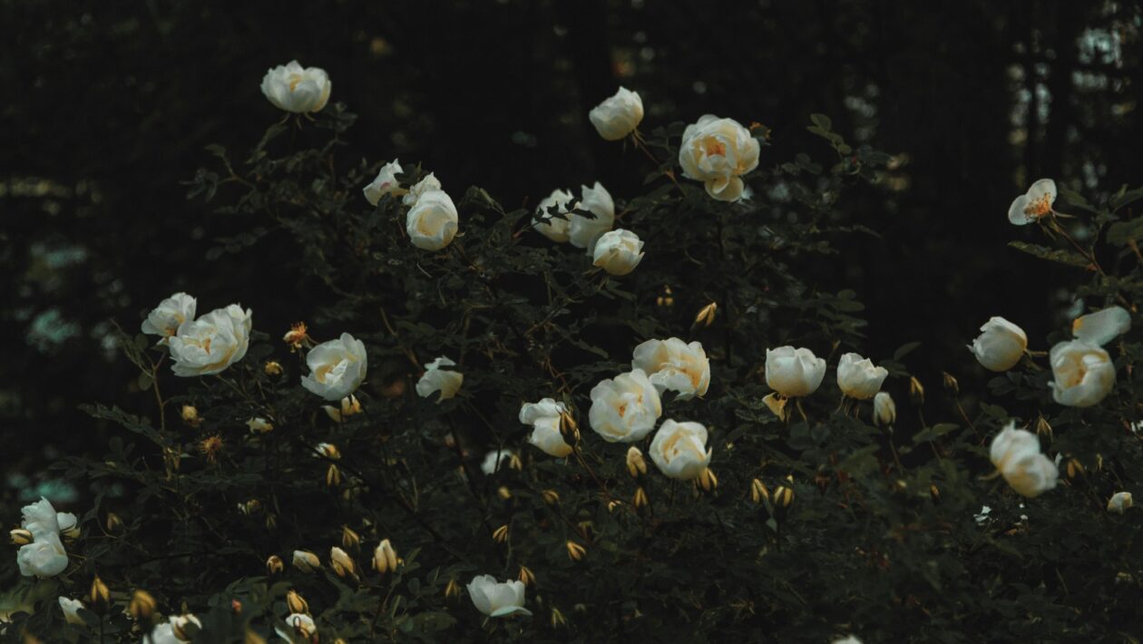 Avantgarda a literárne hnutia medzivojnového obdobia: Futurizmus, dadaizmus, surrealizmus